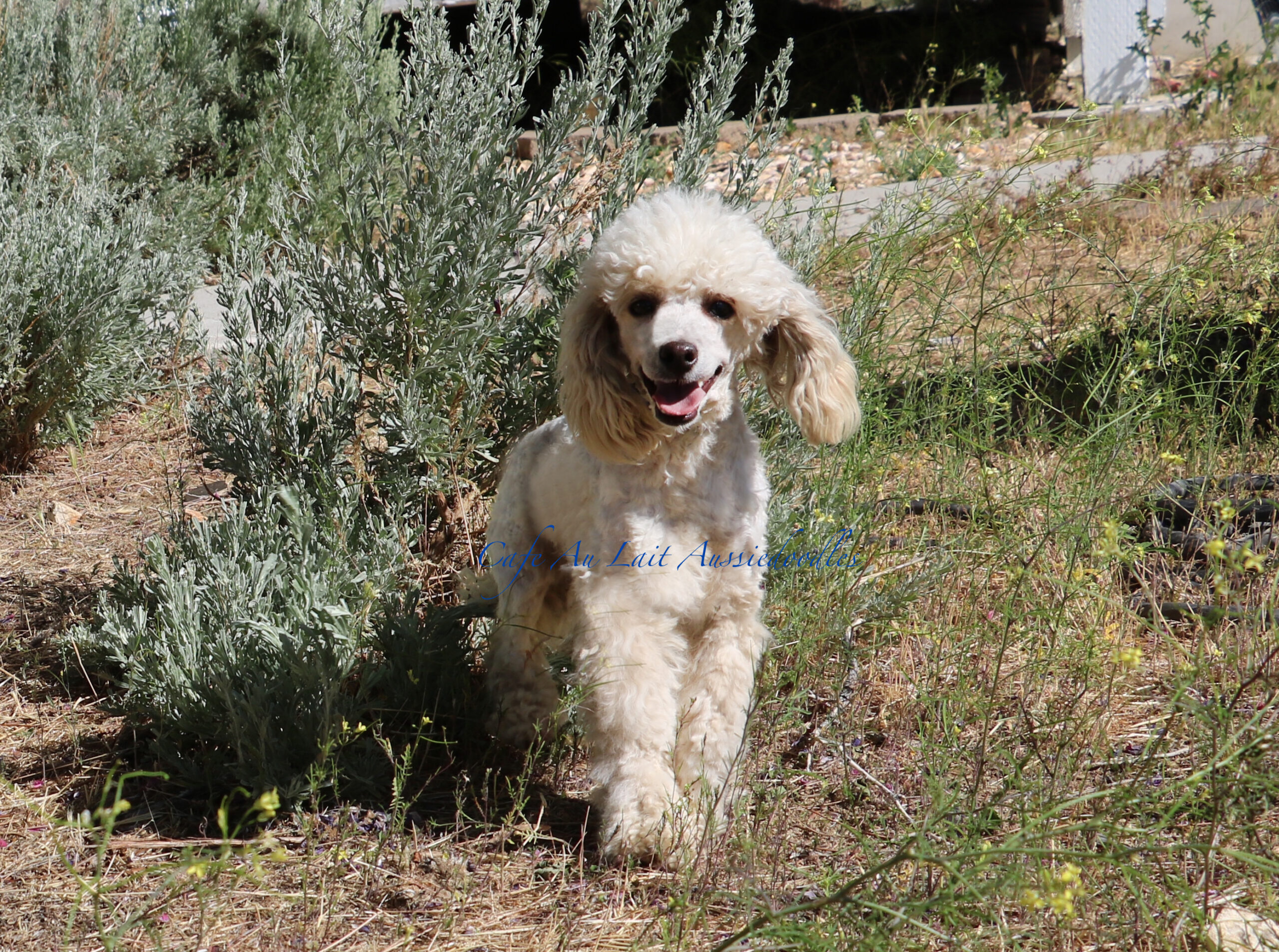 Honey lake outlet mini aussies